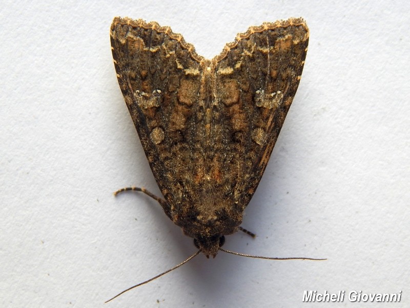 Noctuidae da ID - Mamestra brassicae